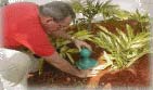 Ken installing another AntPro liquid ant bait station.