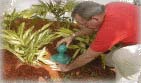 Ken installing another AntPro liquid ant bait station.