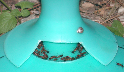 Florida Carpenter Ants - Click to Enlarge