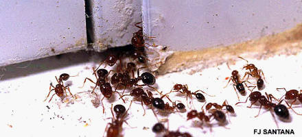 Picture of Fire Ants in Kitchen by Fred J. Santana, Entomologist