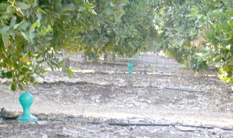 UC Riverside Citrus Grove Test Site.